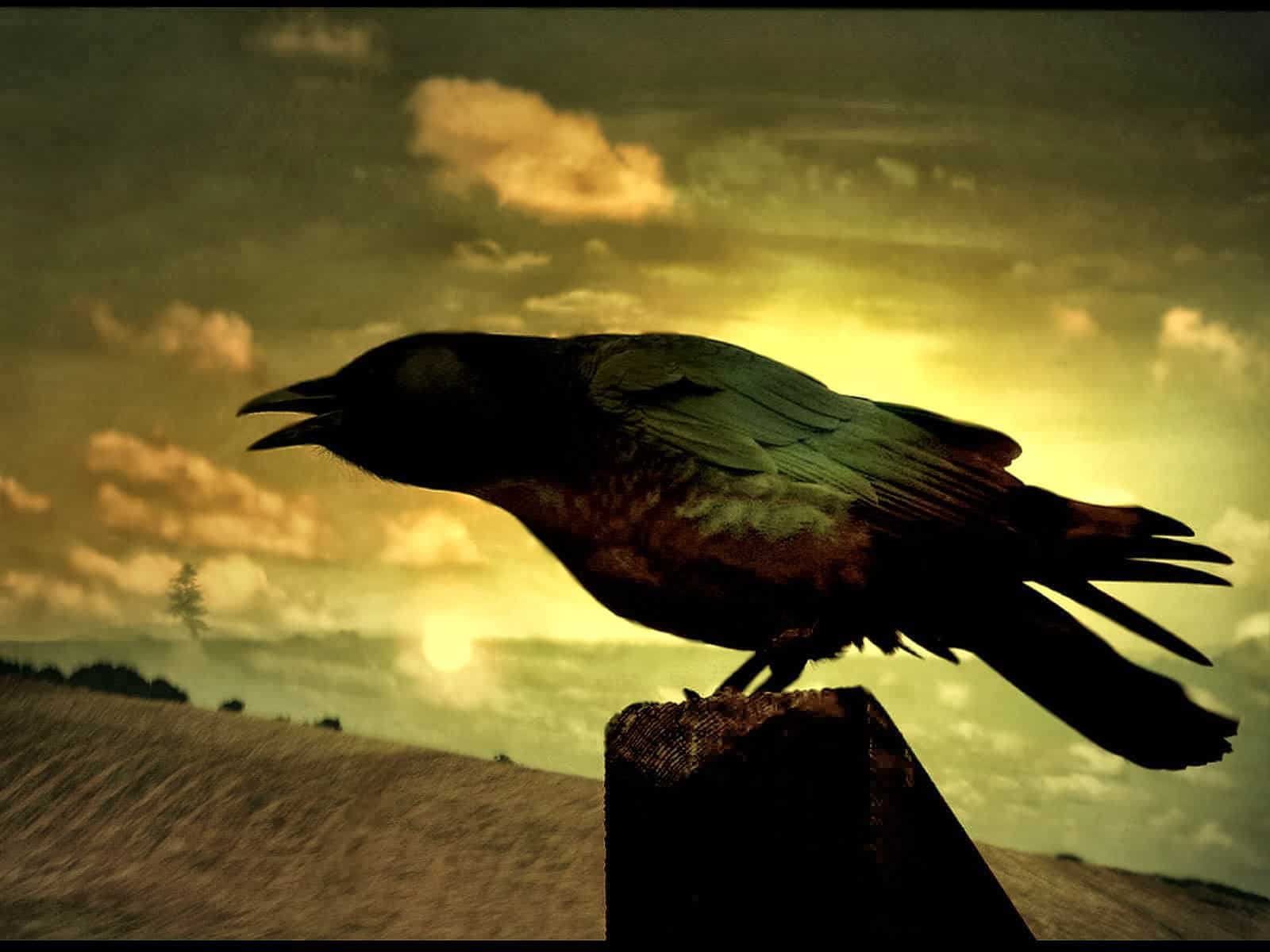 El cuervo de Edgar Allan Poe