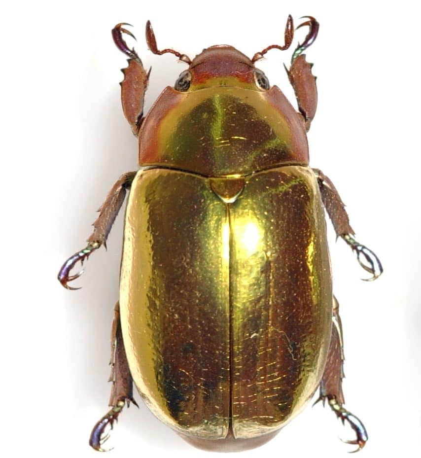 El-escarabajo-de-oro-10