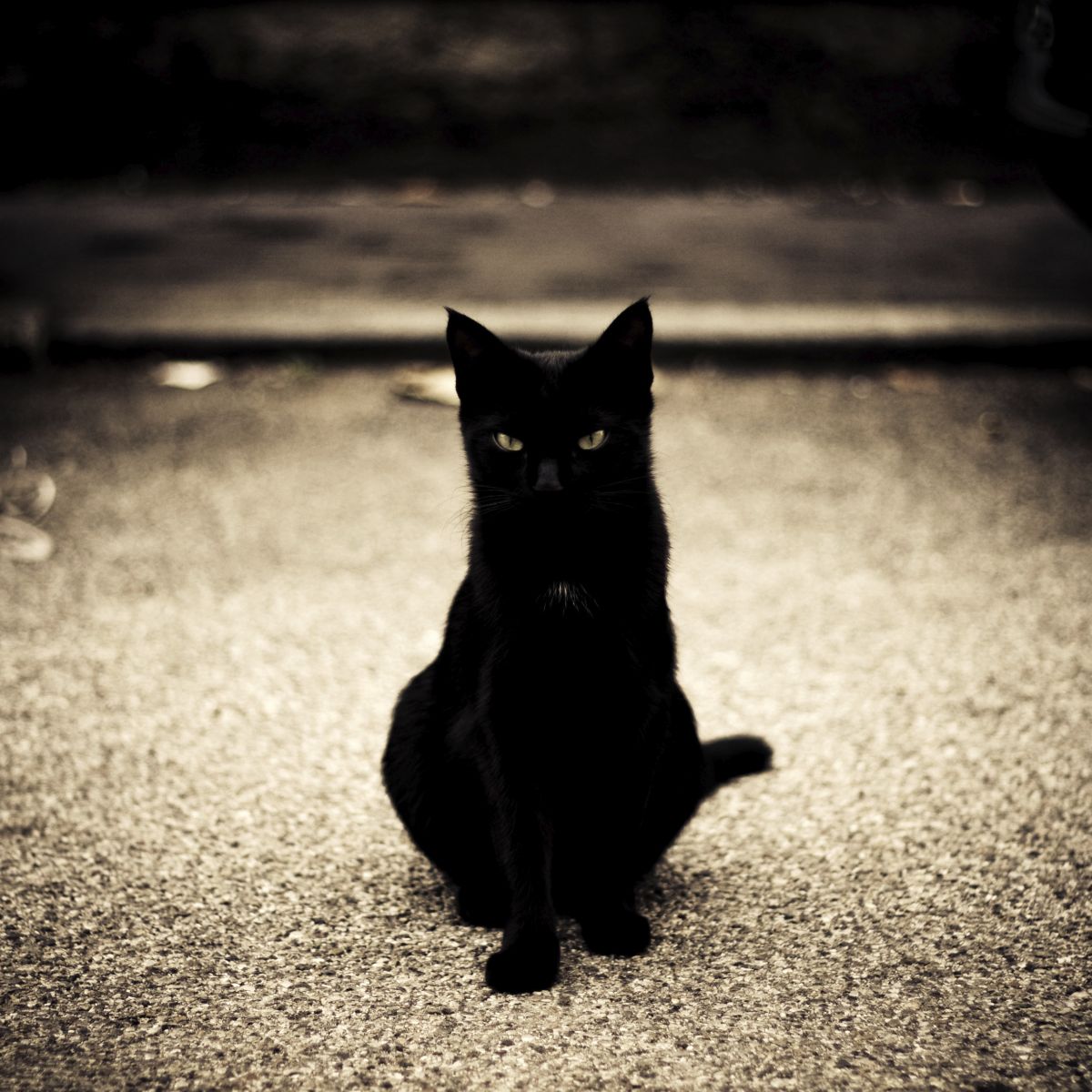 el gato negro-12.jpge