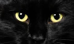 el gato negro-24