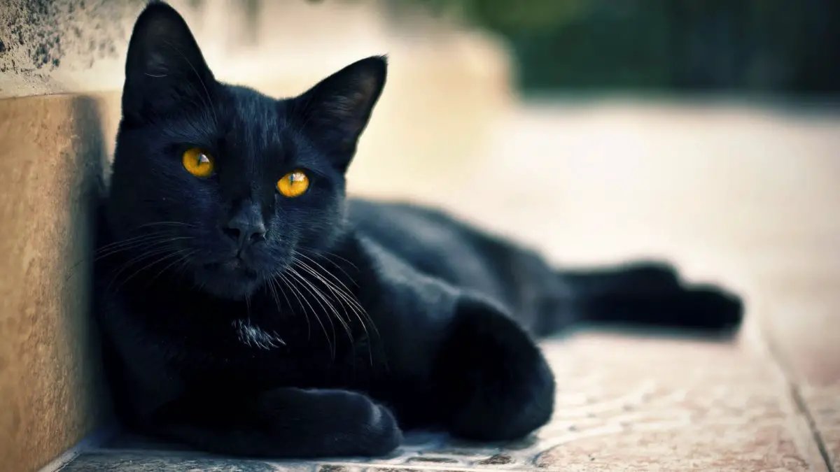 el gato negro-28