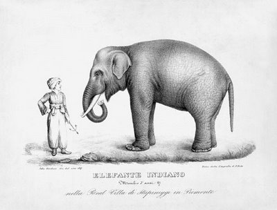 El-viaje-del-elefante-4